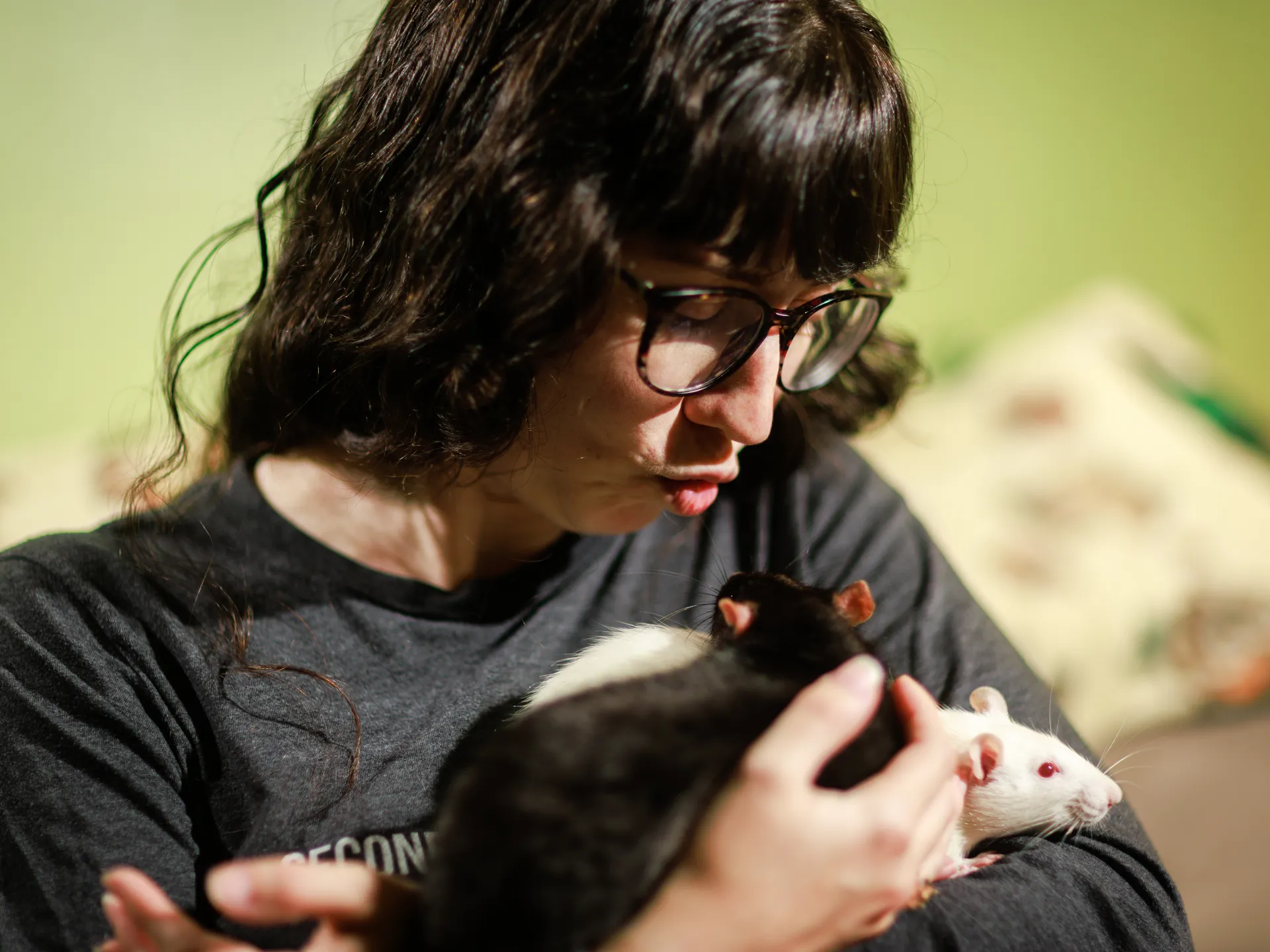 Second Chance Heroes gives former lab rats another life 3 Lena Maurer, an adoption coordinator for Second Chance Heroes, is photographed with with her pet rats, Benny, dark colored, and Maisy, on Wednesday, June 25, 2025 at her home in Richmond, Virginia.