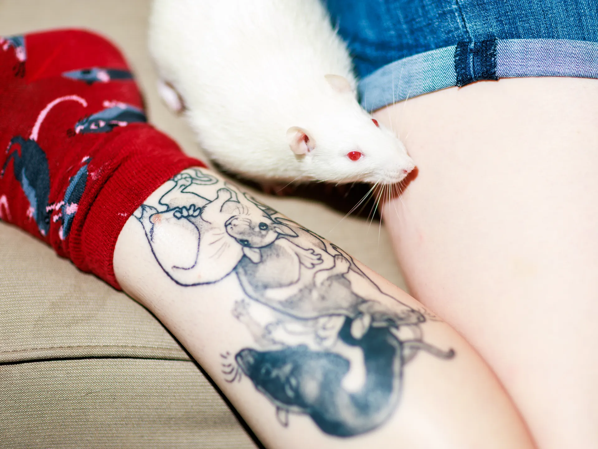 Second Chance Heroes gives former lab rats another life 5 Lena Maurer, an adoption coordinator for Second Chance Heroes, is photographed with with her pet rats, Benny, dark colored, and Maisy, on Wednesday, June 25, 2025 at her home in Richmond, Virginia.