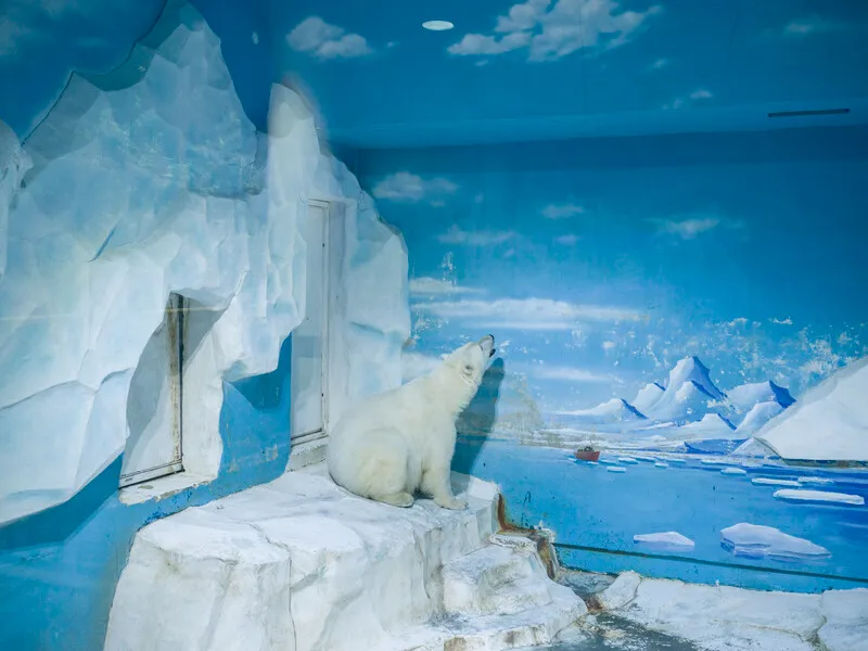 Polar bear, Dalian Forest Zoo, China. At this zoo, the polar bear is confined to space far smaller than its range in the wild, which can reach 31,000 square miles.