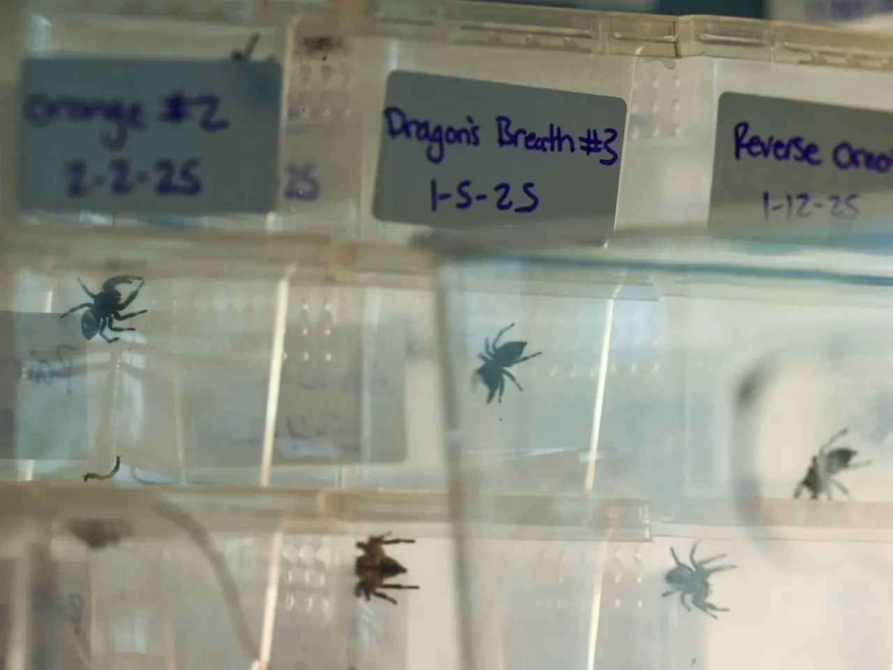 Heather Mulligan's jumping spiders in Surprise, Arizona, on Sept. 15, 2025.