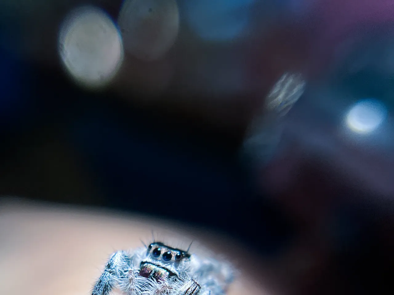 One of Heather Mulligan's jumping spiders crawls on her hand.