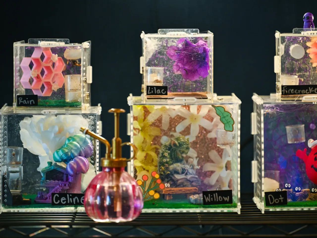 Heather Mulligan's jumping spiders in enclosures she decorated in Surprise, Arizona, U.S. September 15, 2025.