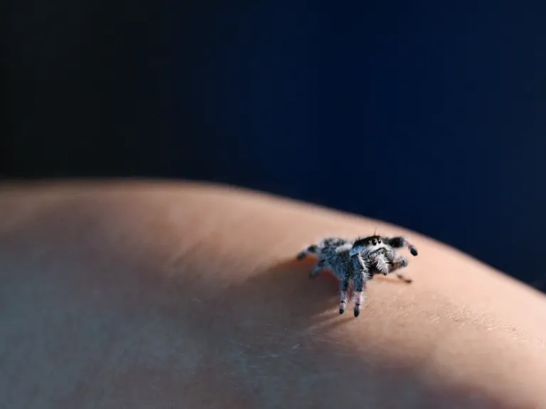 Scared of spiders? Some former arachnophobes now are keeping jumping spiders as pets