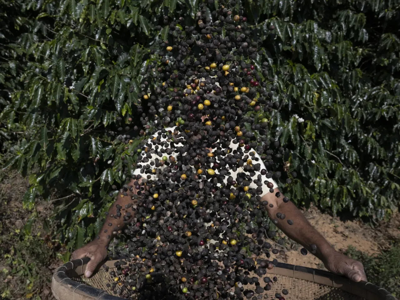 Change is brewing in the coffee industry. What lies ahead? 1 A man harvests coffee in Rio de Janeiro state, Brazil, on July 21.