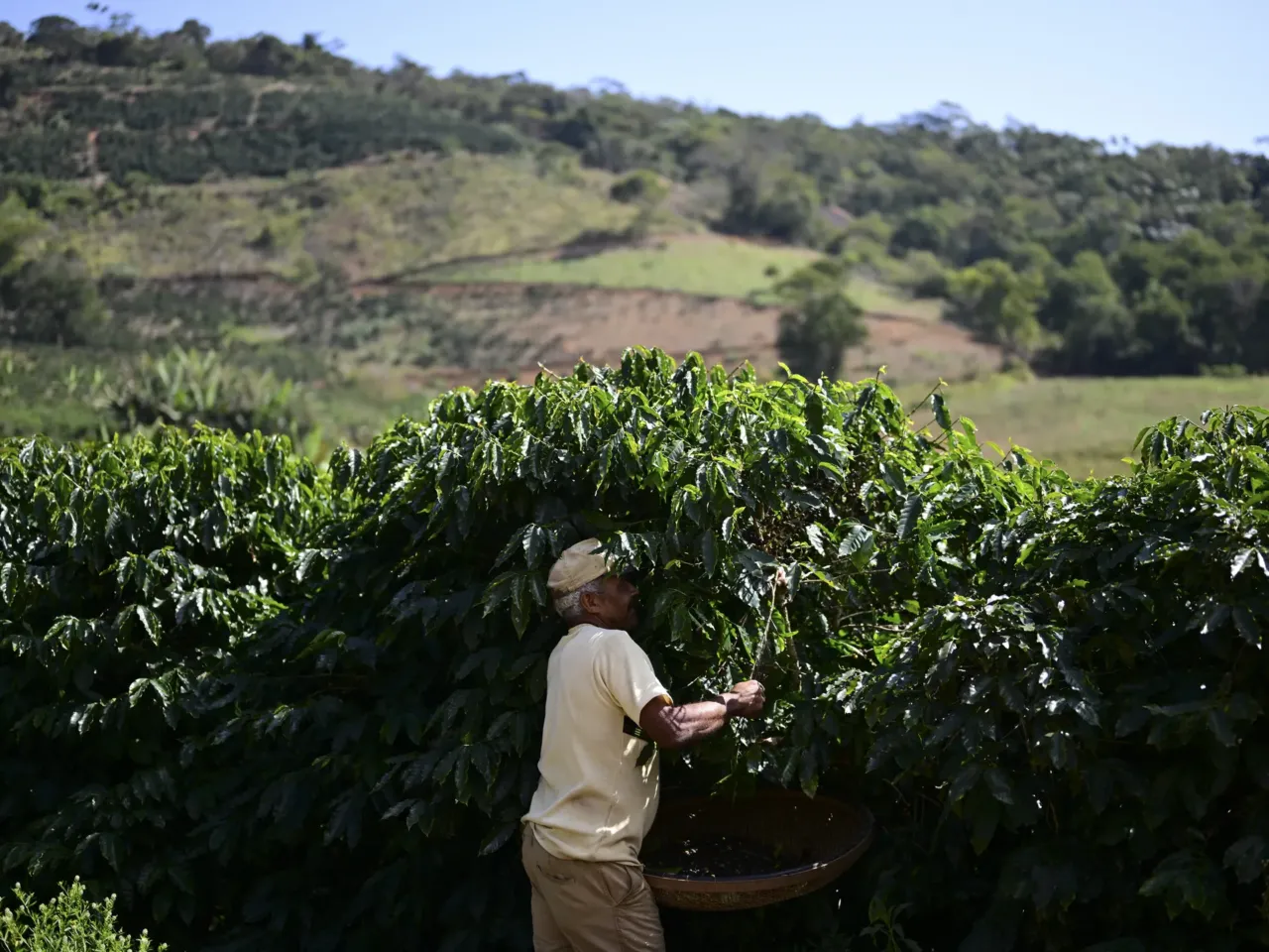 A man harvests coffee in Rio de Janeiro state, Brazil on July 21. Much of the coffee in the U.S. comes from Brazil.