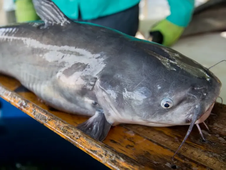 Virginia may soon lift restrictions on catching invasive blue catfish