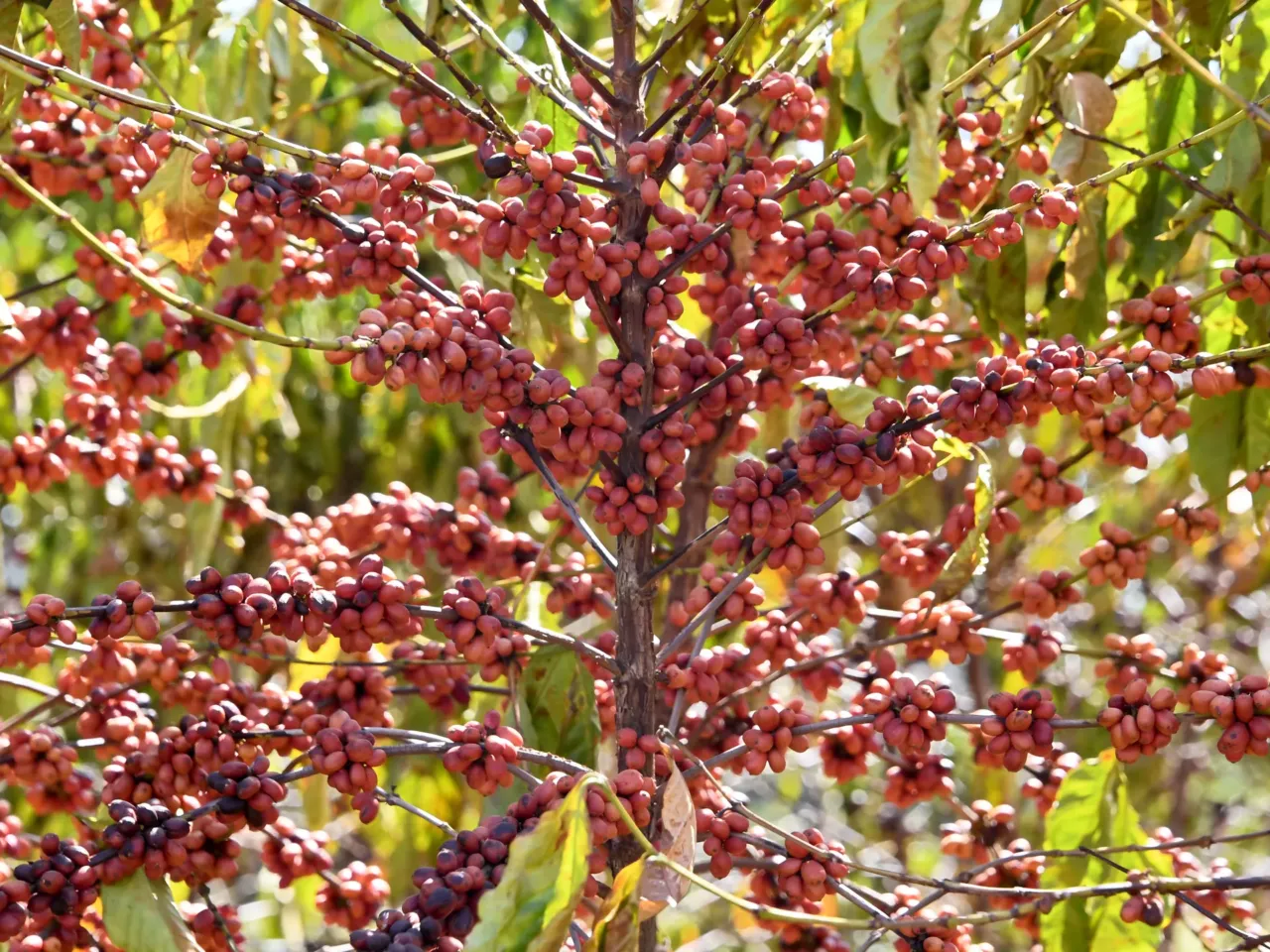 Coffee plants are seen at the Brazilian Agricultural Research Corporation experimental farm in Brasilia in 2022. Coffee production in Brazil is leading to deforestation, a nonprofit group says.