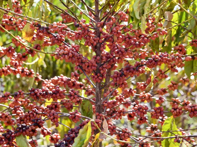 Coffee-driven deforestation is making it harder to grow coffee, watchdog group says