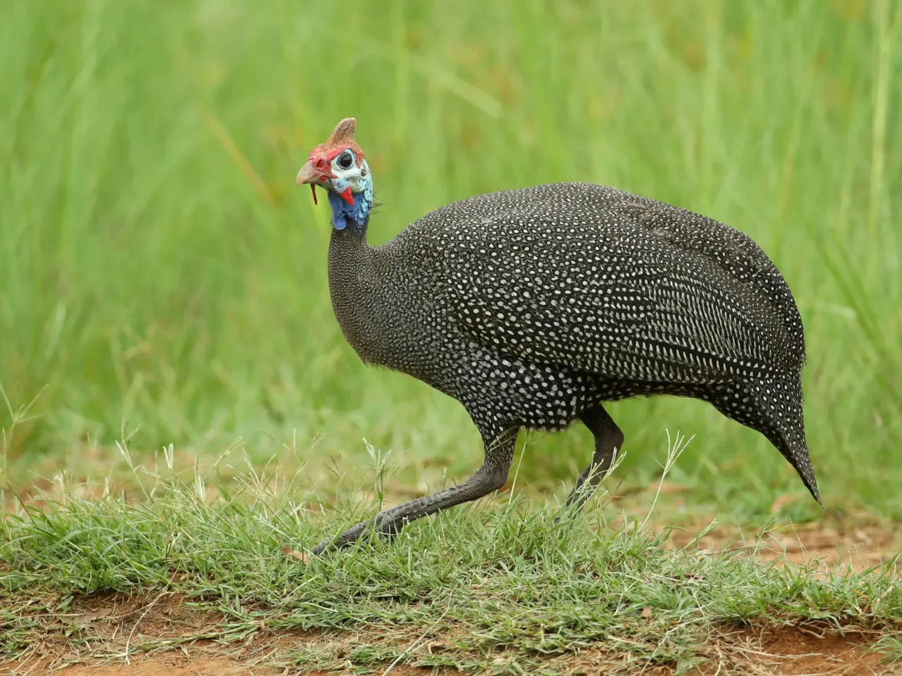 How the turkey trotted its way onto our Thanksgiving tables — and into our lexicon 1 A guinea fowl is seen in January 2020 in Johannesburg, South Africa. Prior to the arrival of Meleagris gallopavo, the African guinea fowl was the bird that Europeans called a "turkey."