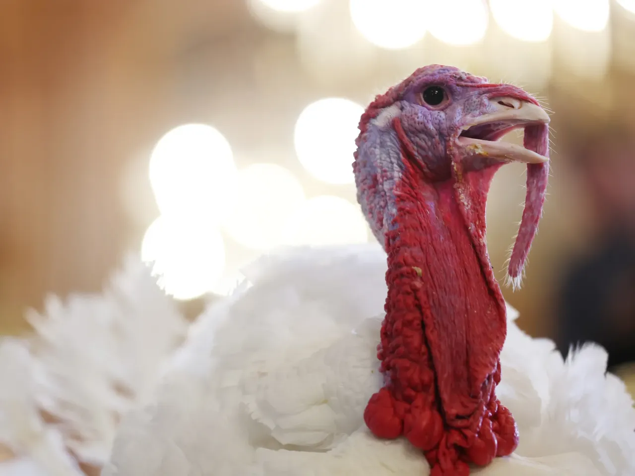 One of the two national Thanksgiving turkeys, Waddle and Gobble, which were presented to journalists in the Willard Room of the Willard InterContinental on November 24, 2025 in Washington, DC., for the 78th annual Turkey Pardoning at the White House.