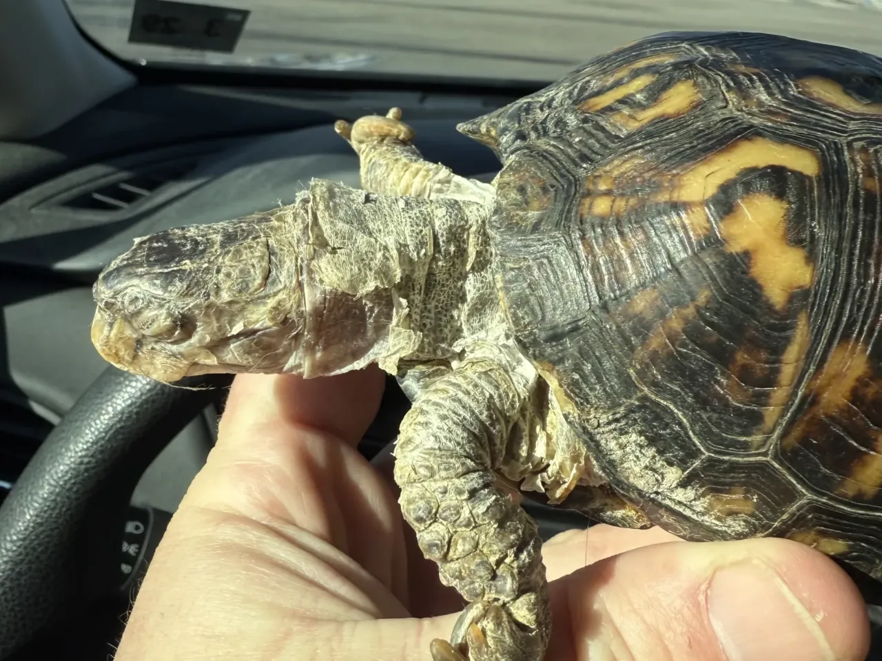 For 50 years, Rockalina the turtle lived on a kitchen floor. Now she has a new friend 1 Rockalina the eastern box turtle is seen in February, when she was first rescued by Garden State Tortoise.