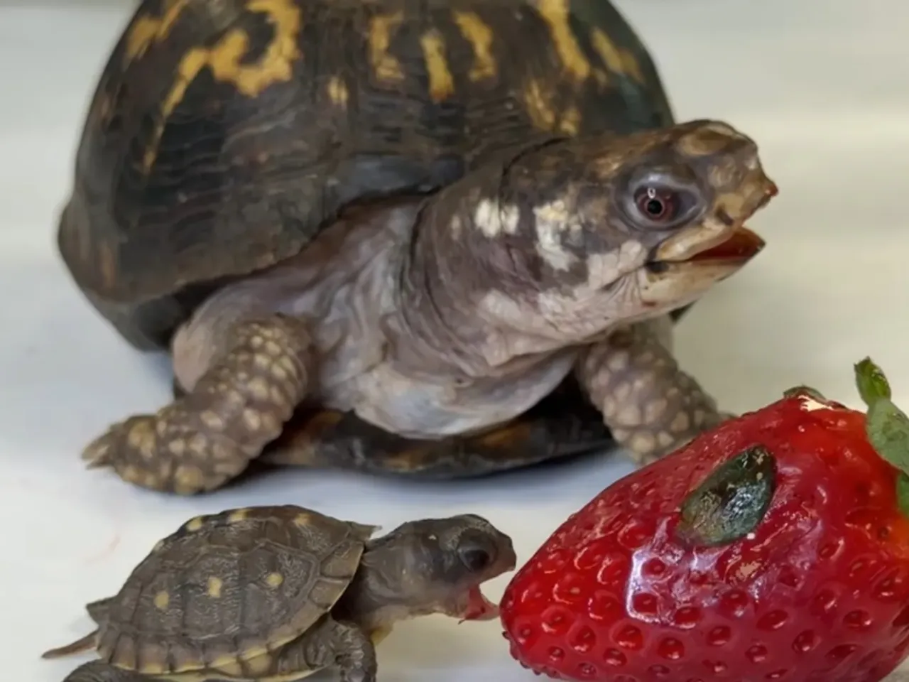 For 50 years, Rockalina the turtle lived on a kitchen floor. Now she has a new friend 2 A baby eastern box turtle gnaws on a strawberry as Rockalina looks on.