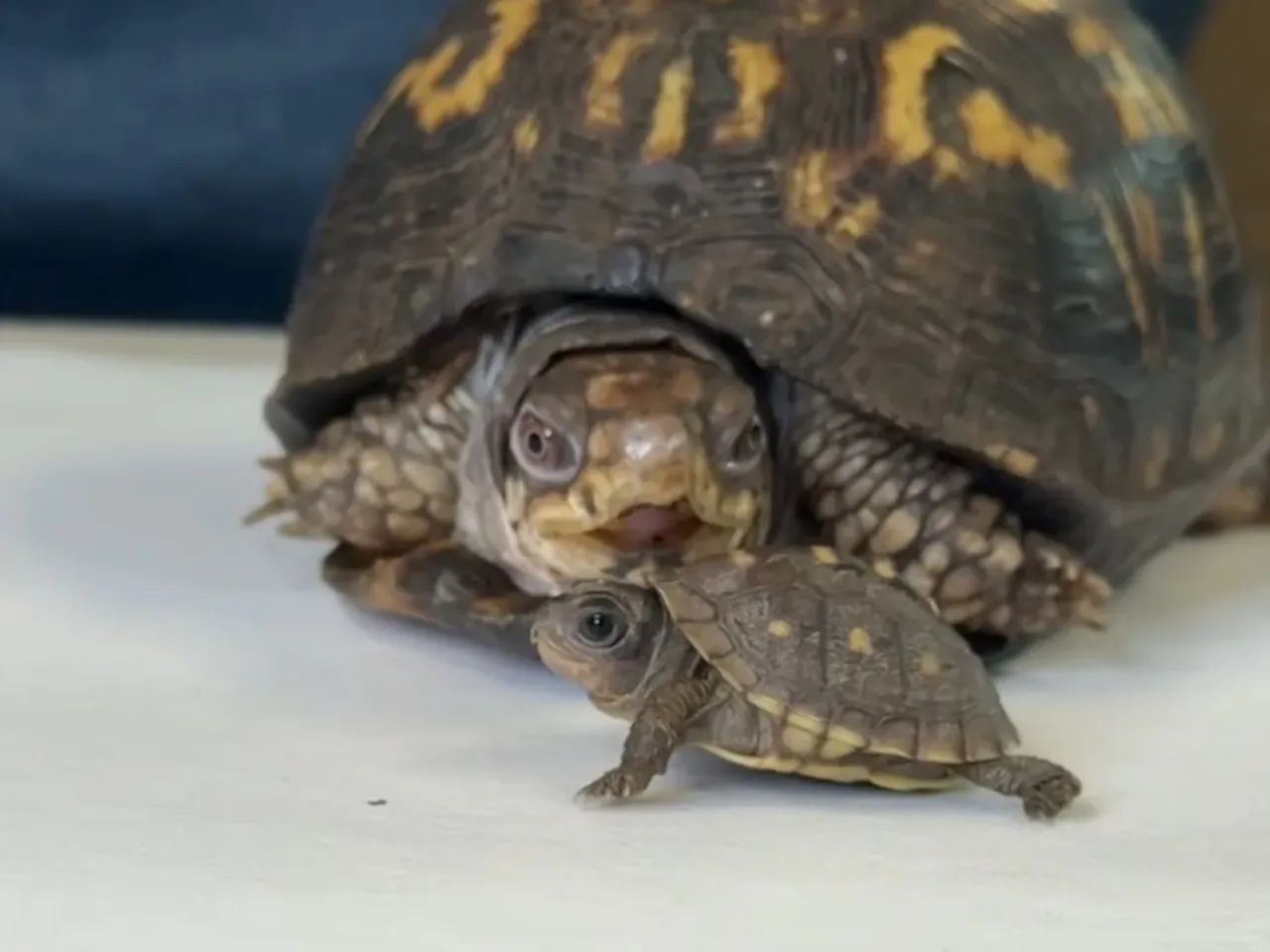 Rockalina, the eastern box turtle, looks on as a baby of her kind scuttles past.