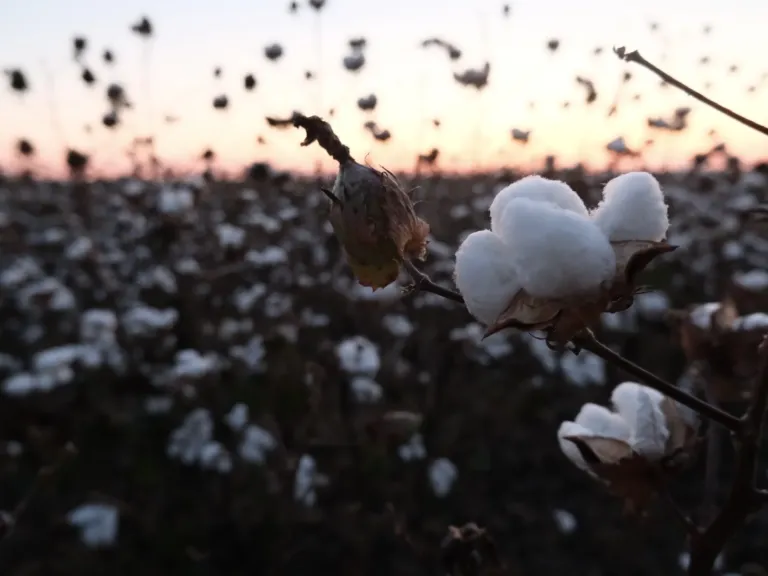 With federal relief on the horizon, Black farmers worry it won’t come soon enough