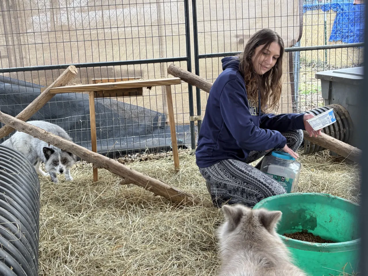 Millions of soon-to-be uninsured Americans are looking for a 'plan B' 2 Emily Sory feeding grey foxes at their home in Thompson's Station, Tenn.