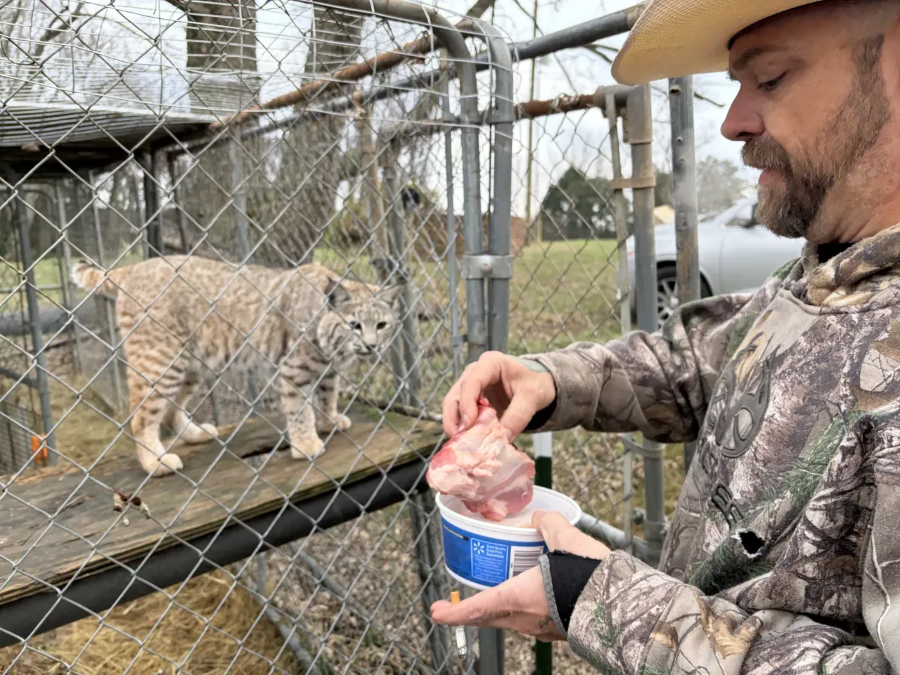 Millions of soon-to-be uninsured Americans are looking for a 'plan B' 3 Robert Sory preparing to feed meat to a bobcat.