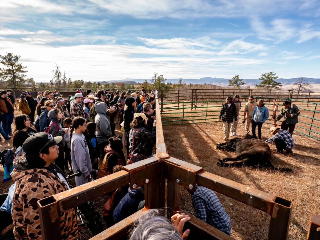 2025: The images that stayed with us 13 Members of Indigenous tribes from around the Plains region gather to pay their respects and give thanks to the buffalo shot in an annual ceremonial harvest at the Tall Bull Memorial Park south of Denver, Colo., on Nov. 7.