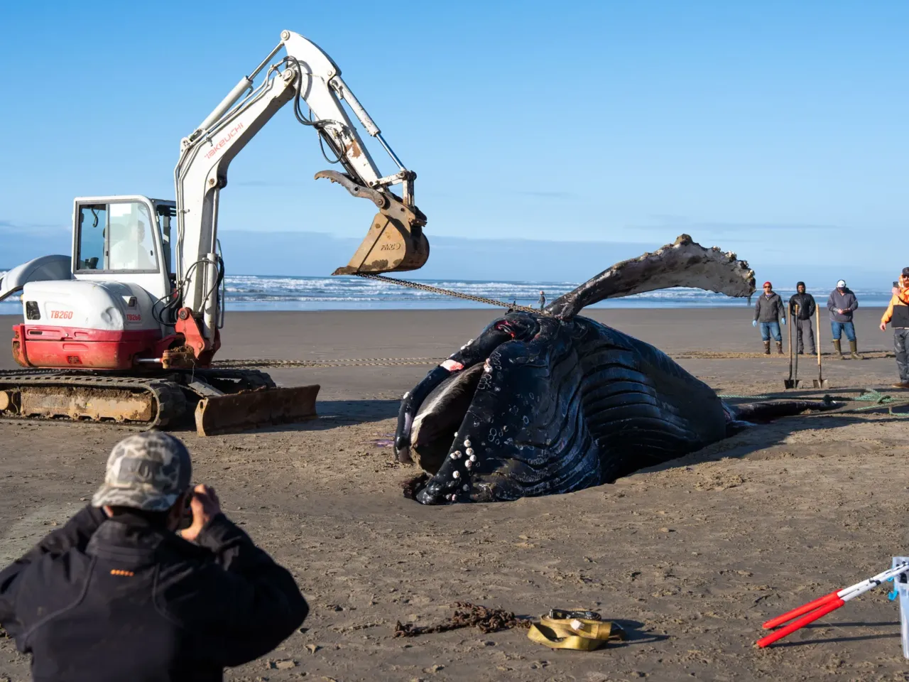 2025: The images that stayed with us 20 A team of workers flip over a beached whale at San Marine State Park near Yachats, Ore., on Tuesday, Nov. 18. Scientists, veterinary students and members of the Confederated Tribes of Siletz Indians worked together to disassemble the whale, which had been euthanized the day prior.