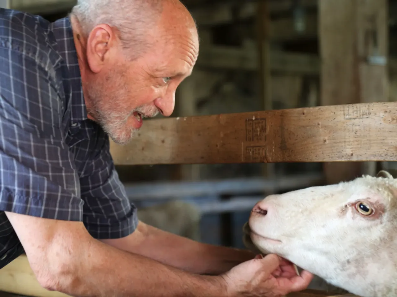 2025: The images that stayed with us 21 Brother Arnold Hadd, one of three remaining members of The Shakers, a Christian sect known for communal living, pets a sheep on Aug. 5 at Sabbathday Lake Shaker Village in New Gloucester, Maine. Hadd joined the Shaker community nearly a half century ago and spends his days praying and working on the farm.