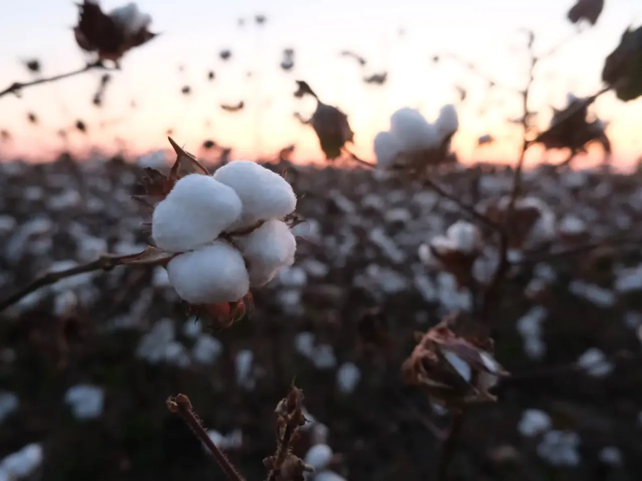Close-up of a cotton boll on a farm in Richland Parish in northern Louisiana.