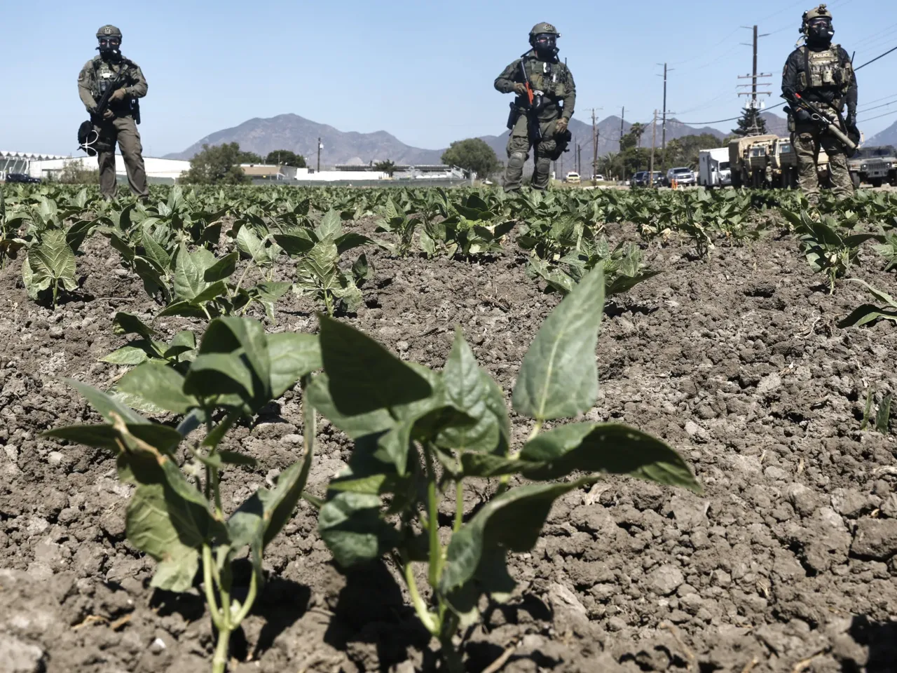 DHS keeps making false claims about people. It's part of a broader pattern 4 Federal agents block a field and road during an ICE immigration raid at a nearby licensed cannabis farm near Camarillo, Calif., on July 10, 2025.