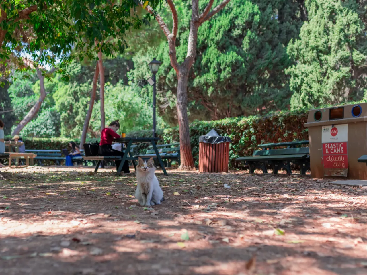 In Beirut, Lebanon's cats of war find peace on university campus 1 The American University of Beirut campus in Lebanon offers refuge to as many as 1,600 cats.
