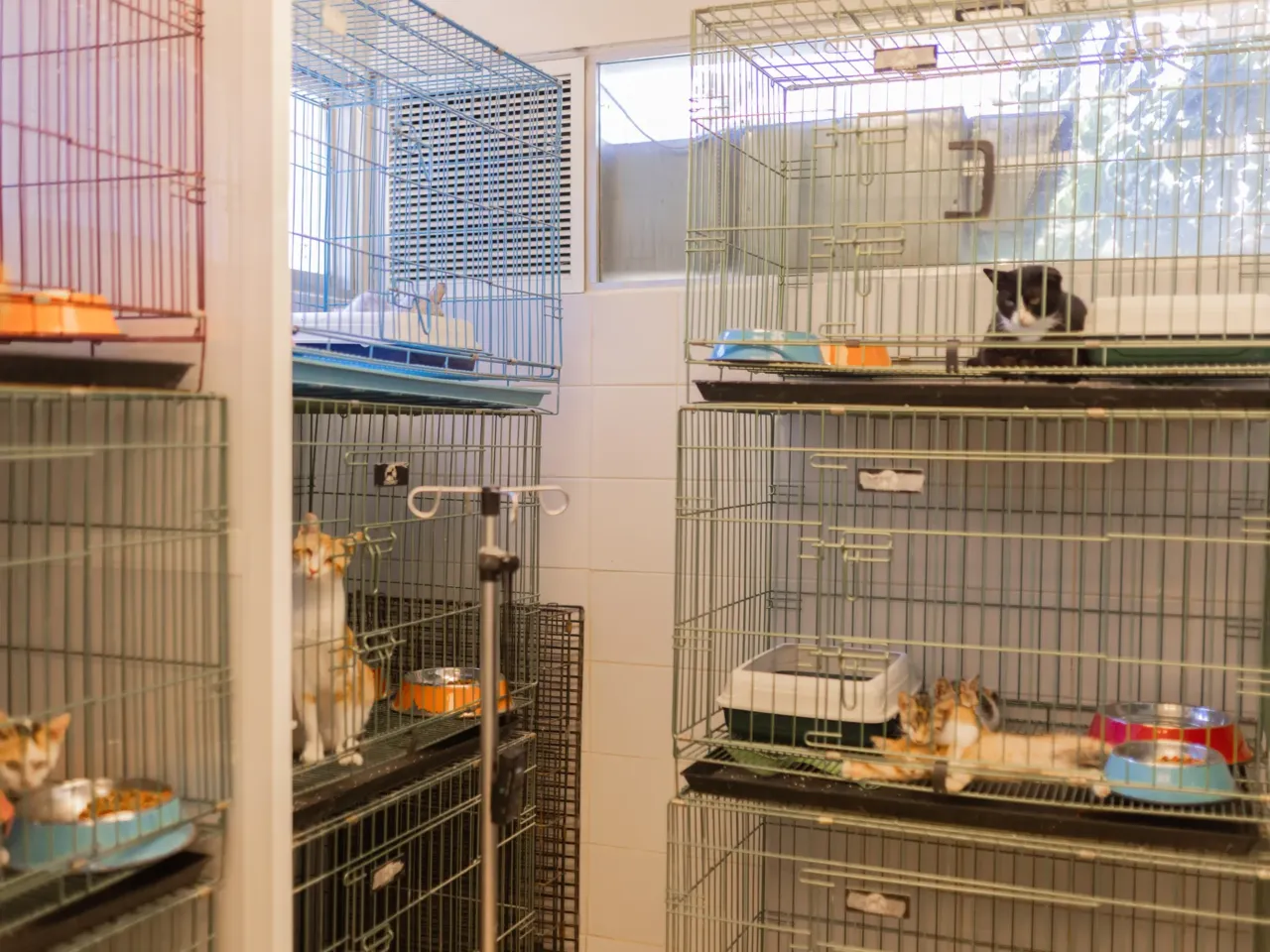 In Beirut, Lebanon's cats of war find peace on university campus 3 Cats are treated in the veterinary clinic, including spaying or neutering and given vaccines, before being released onto the campus.