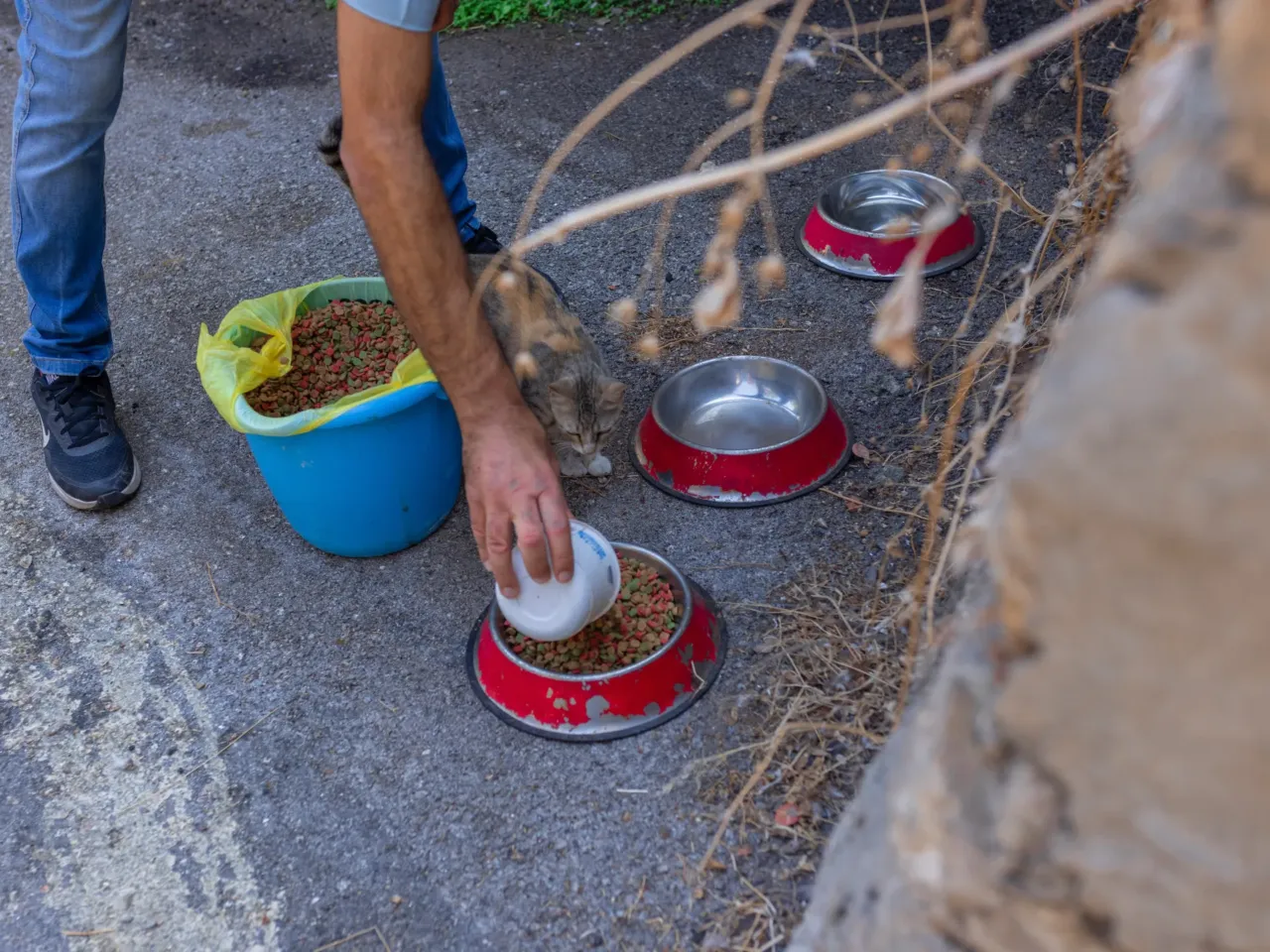 In Beirut, Lebanon's cats of war find peace on university campus 4 Caretaker Mohammad Kamal has a circuit of feeding stations around the campus. It takes him about an hour to feed them — seven days a week.