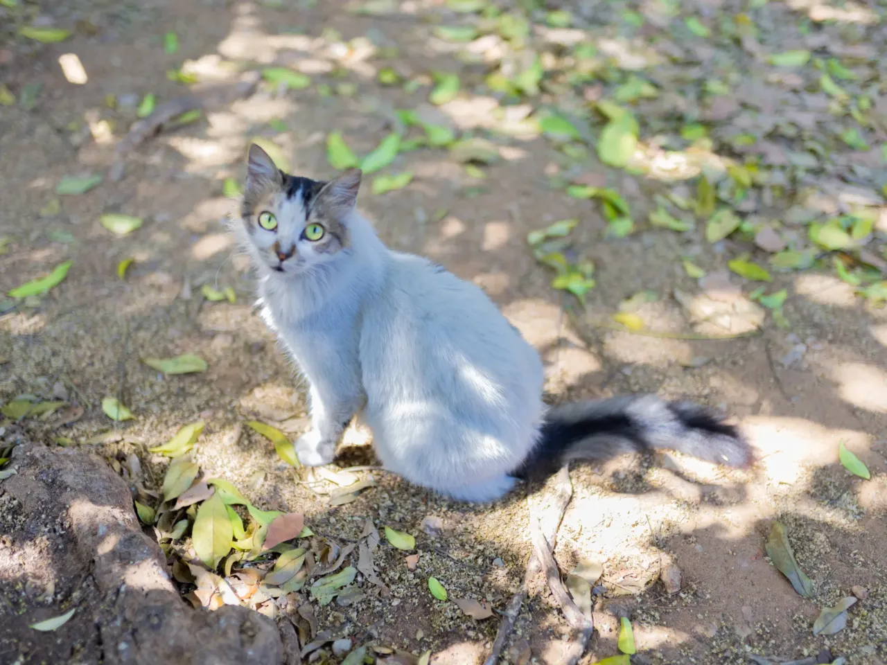 In Beirut, Lebanon's cats of war find peace on university campus 5 Out of the 1,600 cats that reside on the campus of the American University of Beirut, most of them have been abandoned by their owners, at a rate of around 10 cats per week.