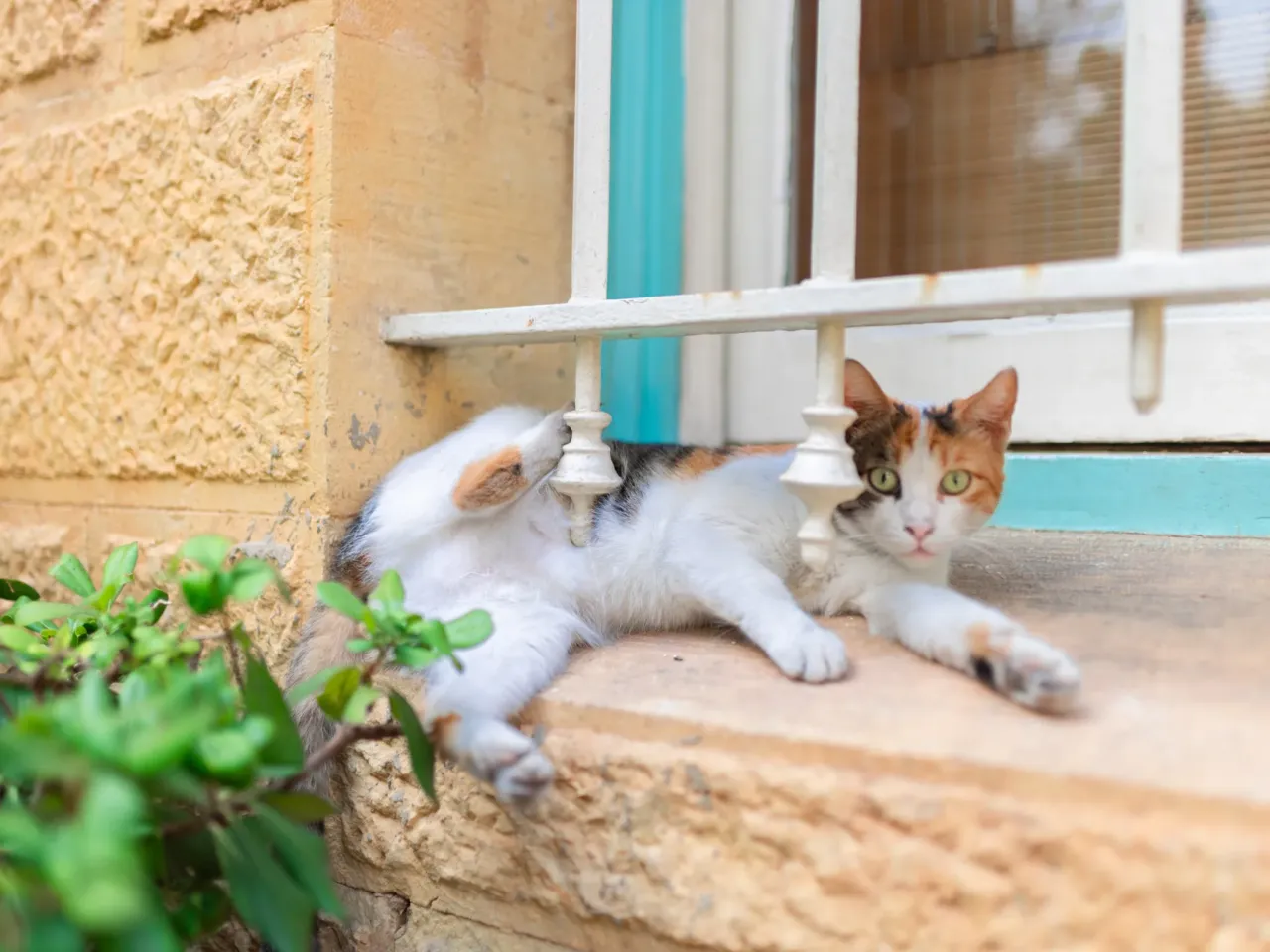 In Beirut, Lebanon's cats of war find peace on university campus 8 One of as many as 1,600 cats that live on campus at the American University of Beirut.