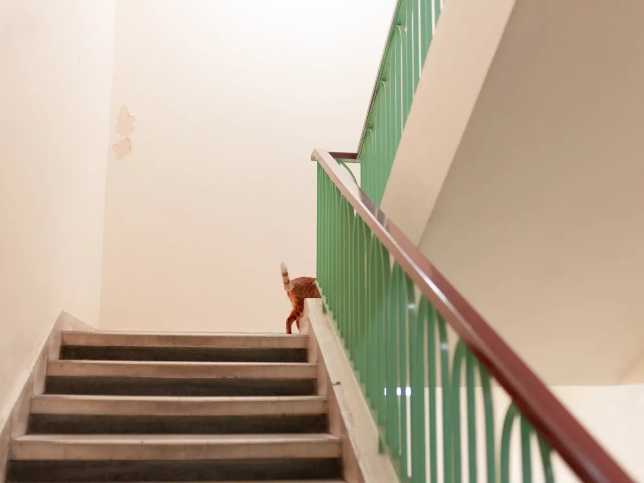 In Beirut, Lebanon's cats of war find peace on university campus 10 During heavy winters, and warm summers, some cats seek refuge inside building and classes across the campus of the American University of Beirut, sometimes even attending classes and lectures.