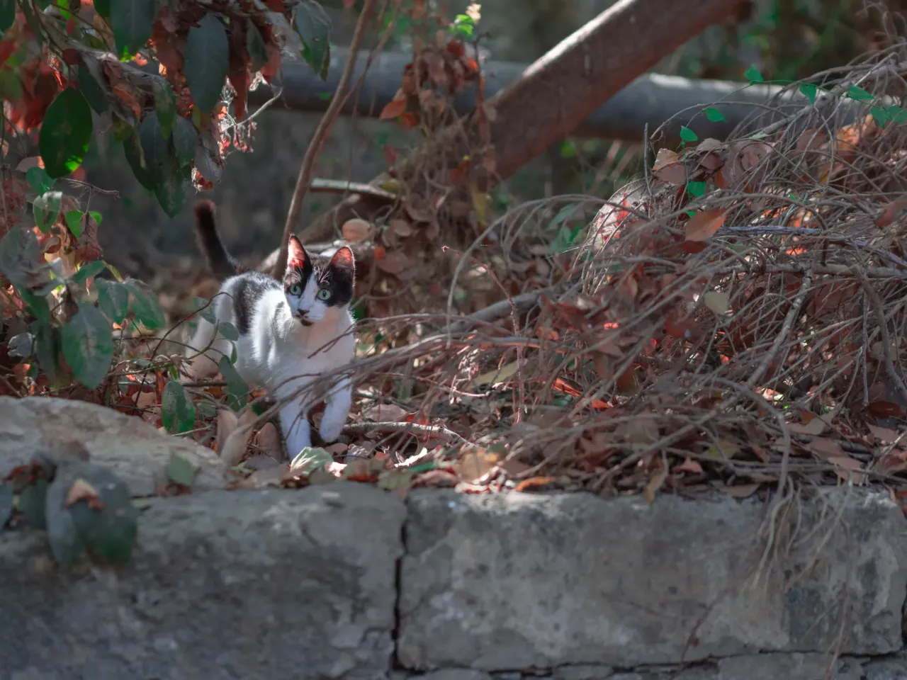 In Beirut, Lebanon's cats of war find peace on university campus 11 The sprawling campus has extensive green space — trees and gardens — for more reclusive cats to hide.