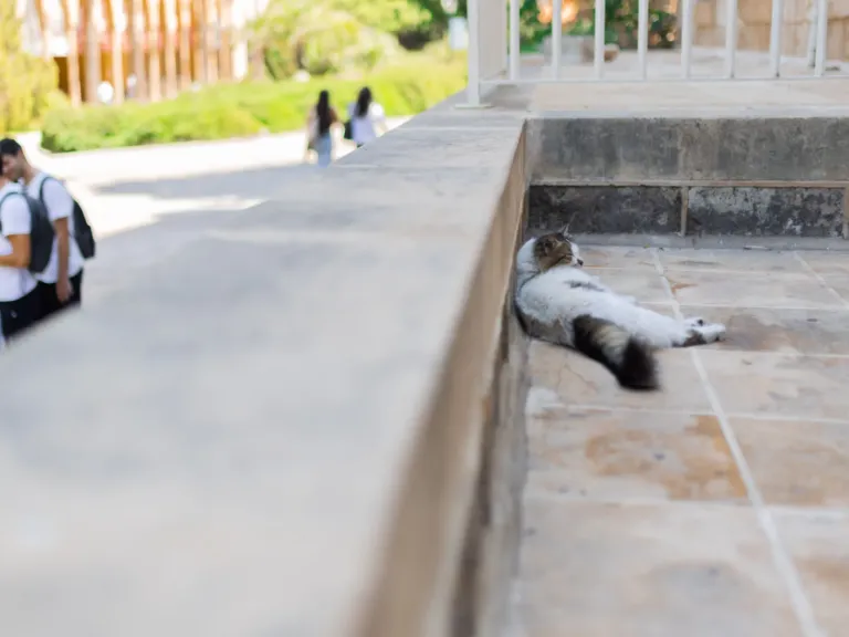 In Beirut, Lebanon’s cats of war find peace on university campus