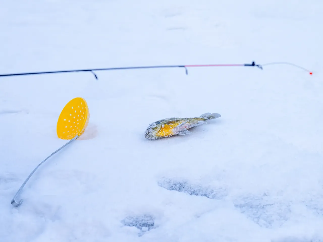 This community festival embraces the joys of a frozen lake — while it still has one 12 A blue gill and ice skimmer rest on the ice as Tony Pavlak ice fishes on Monona Bay.
