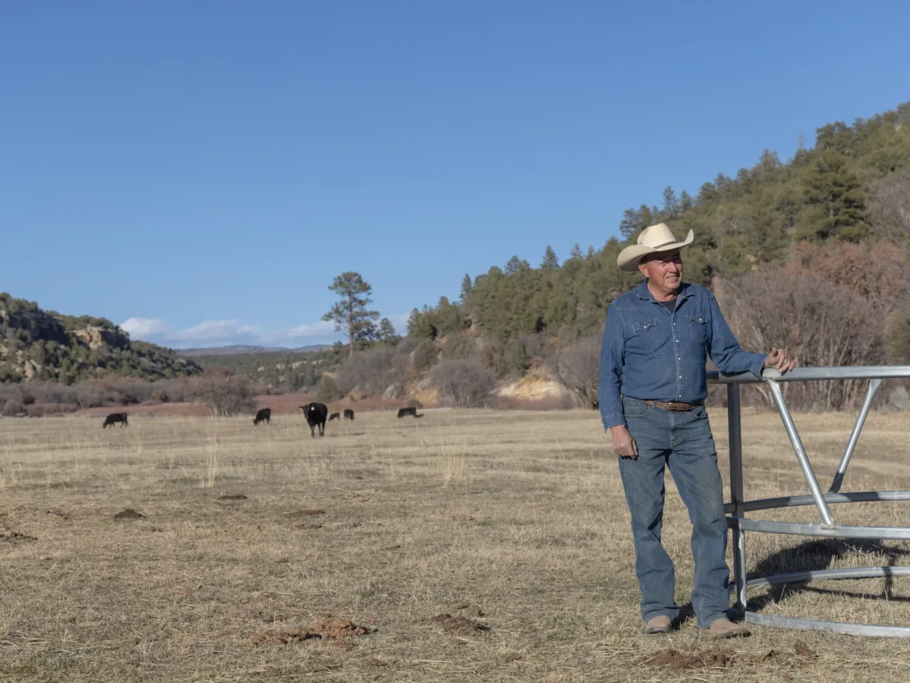 Reframing Georgia O'Keeffe's legacy and protecting the land she loved 4 Norman Vigil with his cattle at his ranch in Canjilon, N.M., (just north of Ghost Ranch) on March 11. Vigil leases grazing rights from Ghost Ranch and runs his cattle there for part of the year.