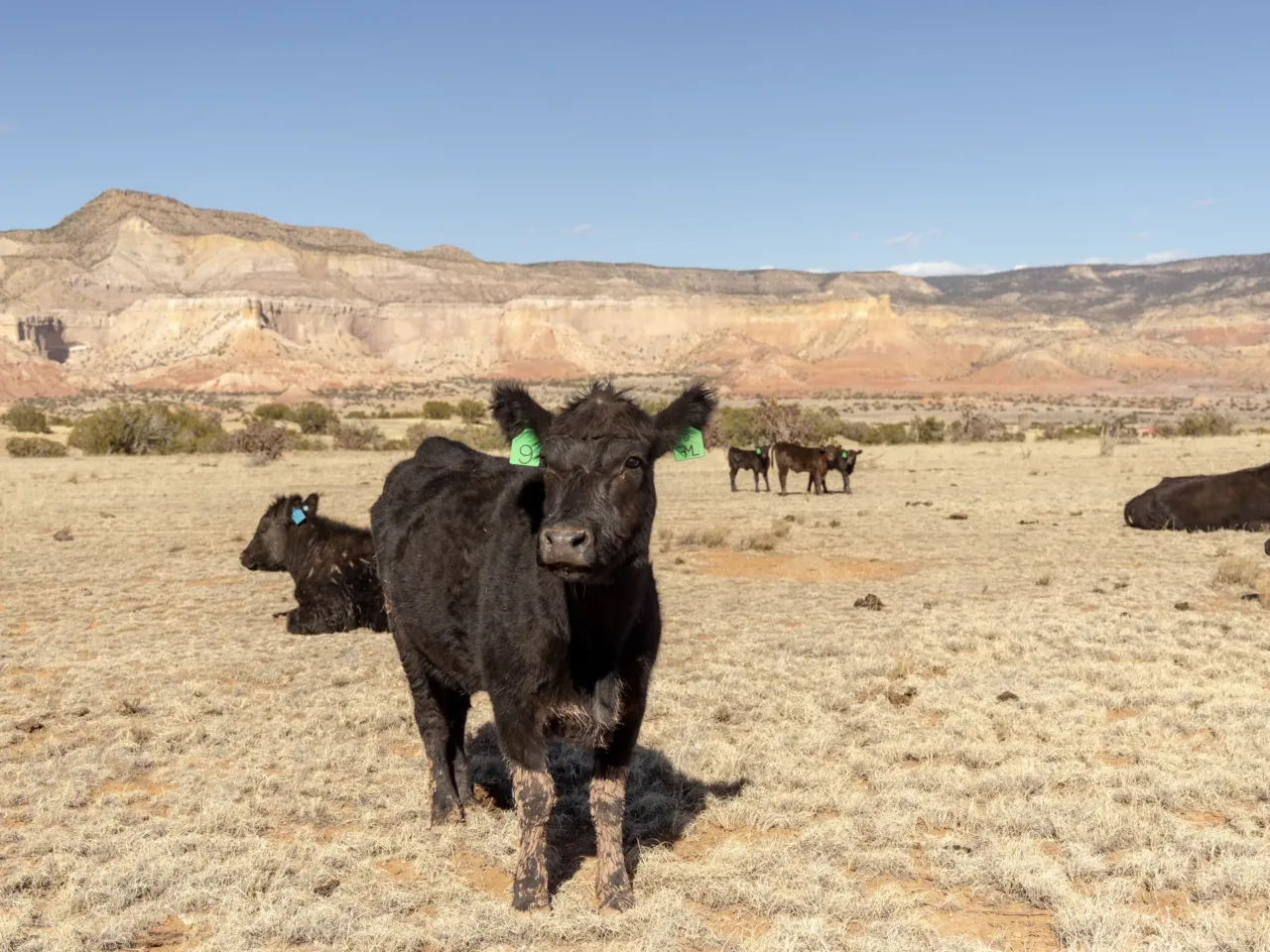 Reframing Georgia O'Keeffe's legacy and protecting the land she loved 5 Cattle on Ghost Ranch, near Abiquiú, N.M., on March 11. A number of local ranchers lease grazing rights from Ghost Ranch.