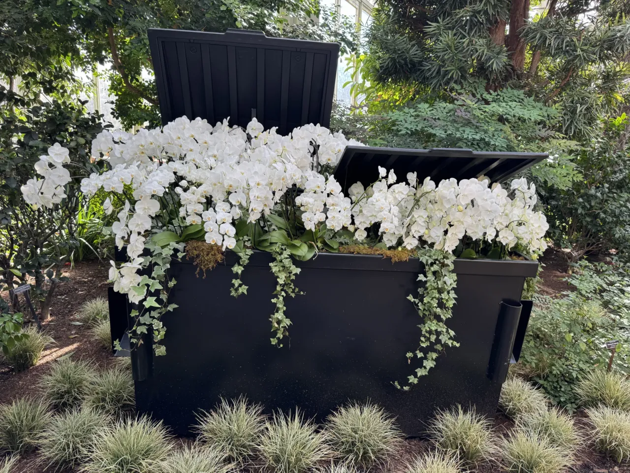 A mysterious floral artist brings beauty to fire escapes — and dumpsters 1 This dumpster is filled, not with trash, but with white moth orchids and English ivy.