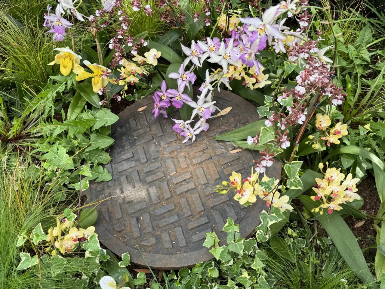 A mysterious floral artist brings beauty to fire escapes — and dumpsters 2 This manhole cover is surrounded by many different kinds of orchids.