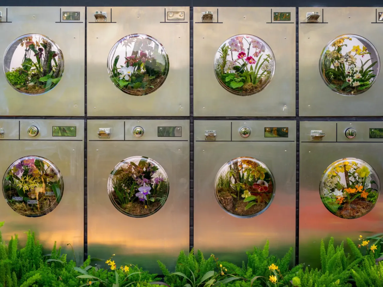 A mysterious floral artist brings beauty to fire escapes — and dumpsters 4 This re-creation of a laundromat uses the washing machines as terrariums.
