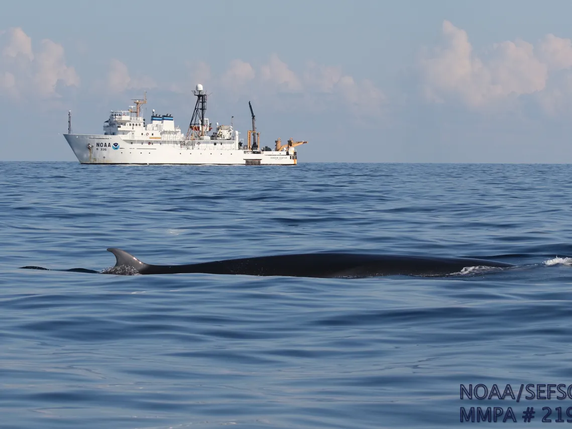 Rice's whales are among the most endangered whales on Earth. This photo, obtained from National Oceanic and Atmospheric Administration by NPR through an open records act request, shows a Rice's whale in the Gulf.