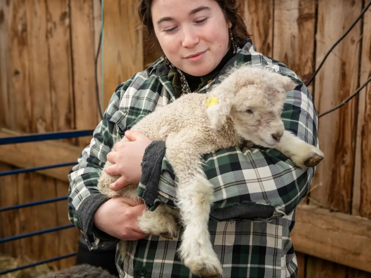 More than a quarter of private colleges are at risk of closing, a new projection shows 1 LillyAnne Keely holds a newborn lamb in the barn at Sterling College, which focuses on agriculture and related disciplines.