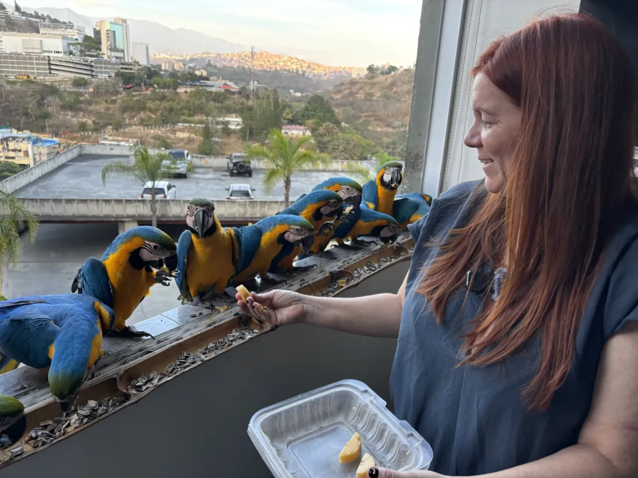 Caracas' iconic macaws threatened by vanishing palm trees 1 Karem Guevara feeds a group of macaws that fly up to her home in Caracas, Venezuela. The macaws visit Guevara every day as the sun sets.