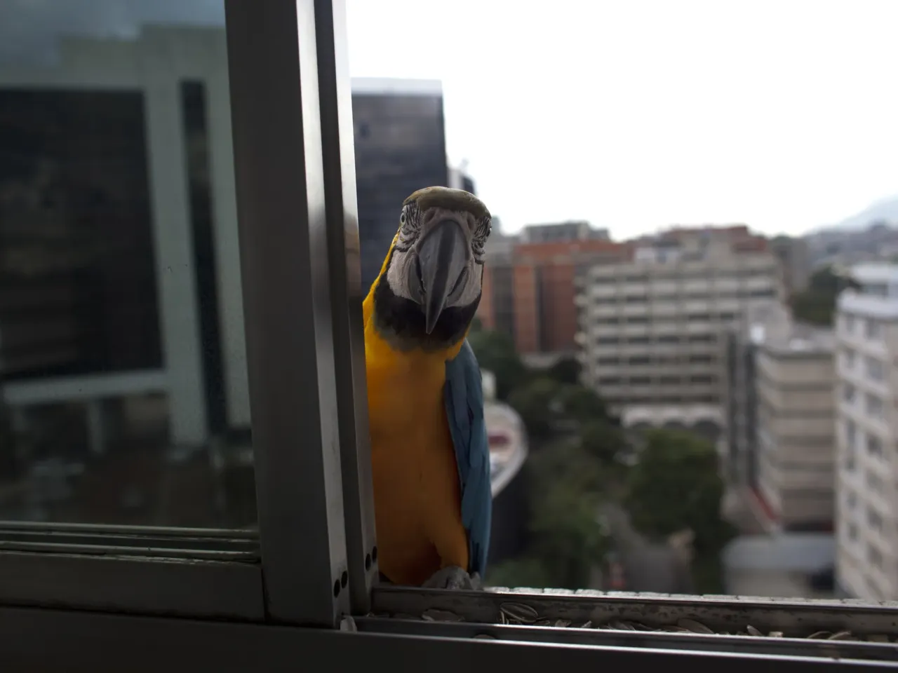 Caracas' iconic macaws threatened by vanishing palm trees 2 A macaw peers through a window of an apartment waiting to be fed, in Caracas, Venezuela. They are a common site sitting on the ledges of high-rise buildings or perched on antennas.