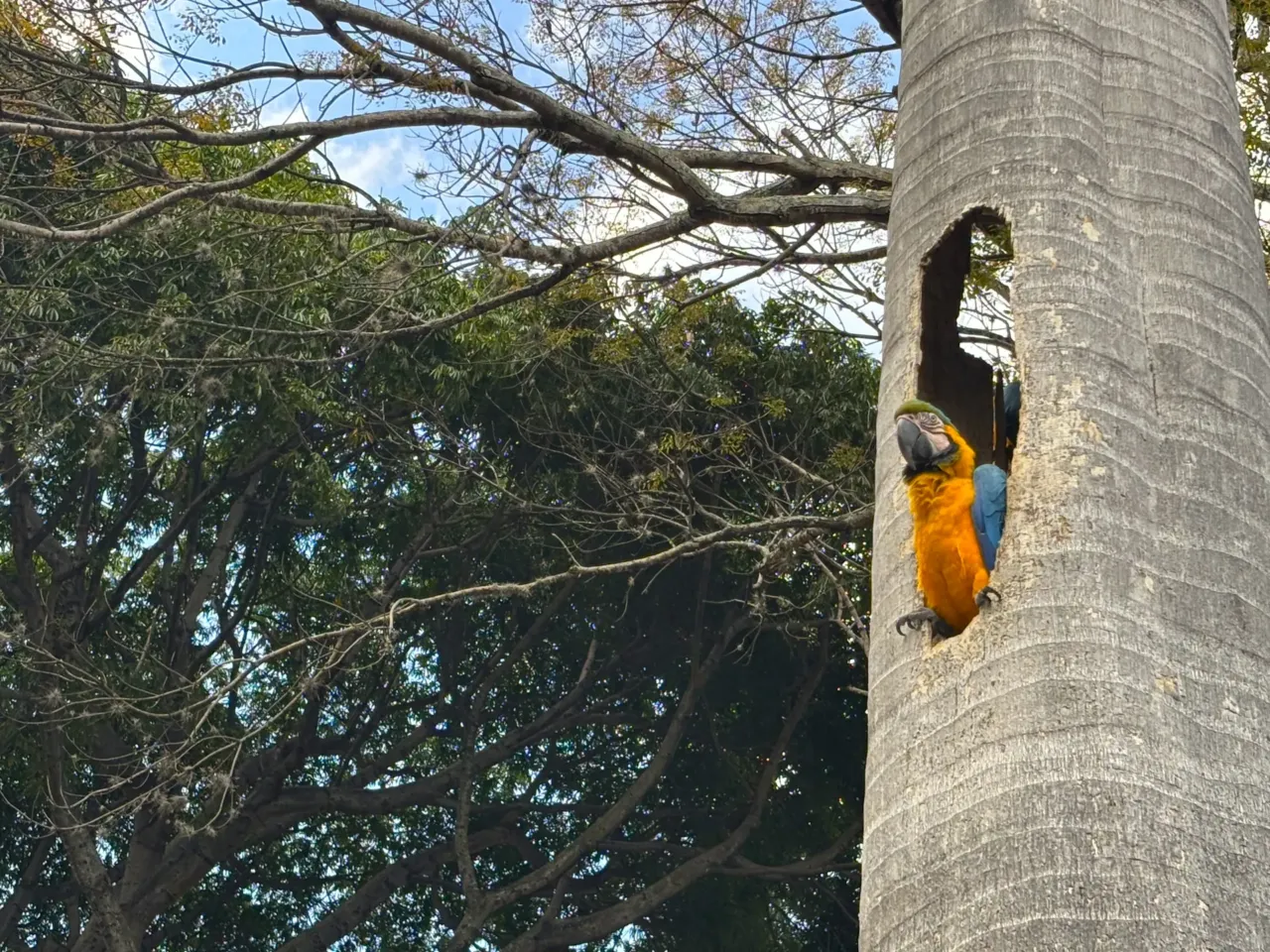 Caracas' iconic macaws threatened by vanishing palm trees 3 The blue and gold macaws of Caracas nest in old palm trees whose trunks have been hollowed out by insects.