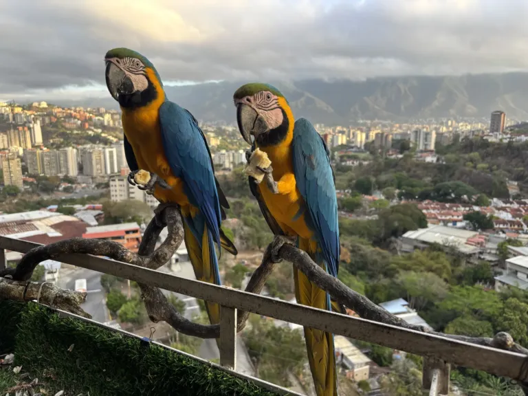 Caracas’ iconic macaws threatened by vanishing palm trees