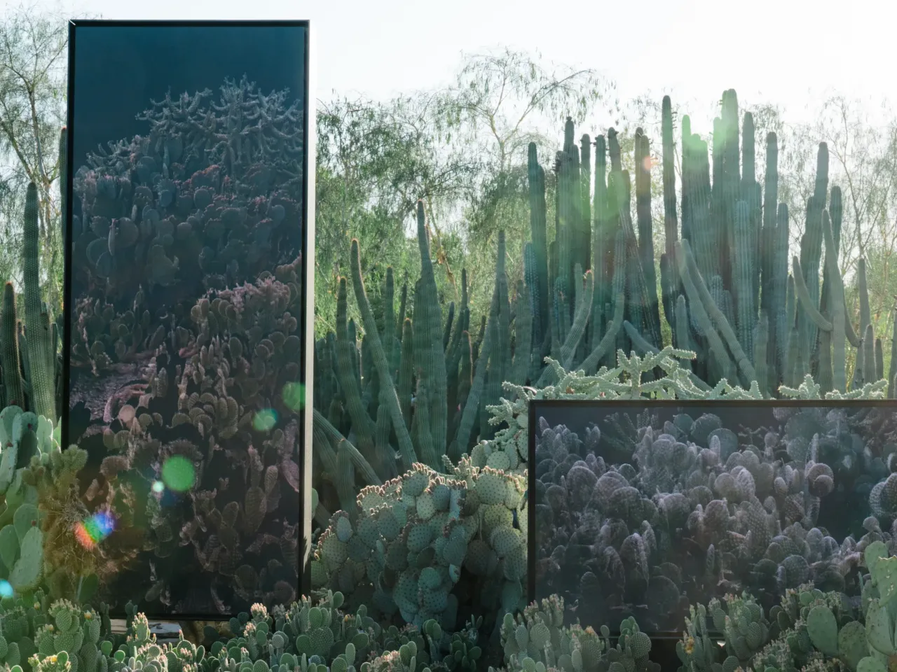 The Sonoran Desert teems with wildlife. These 3D scans could help protect its future 2 Present Echos from FRAMERATE: Desert Pulse, in which the plants in the garden bed were scanned every day for a year seen on April 14, 2026 at Desert Botanical Garden in Phoenix, Arizona.