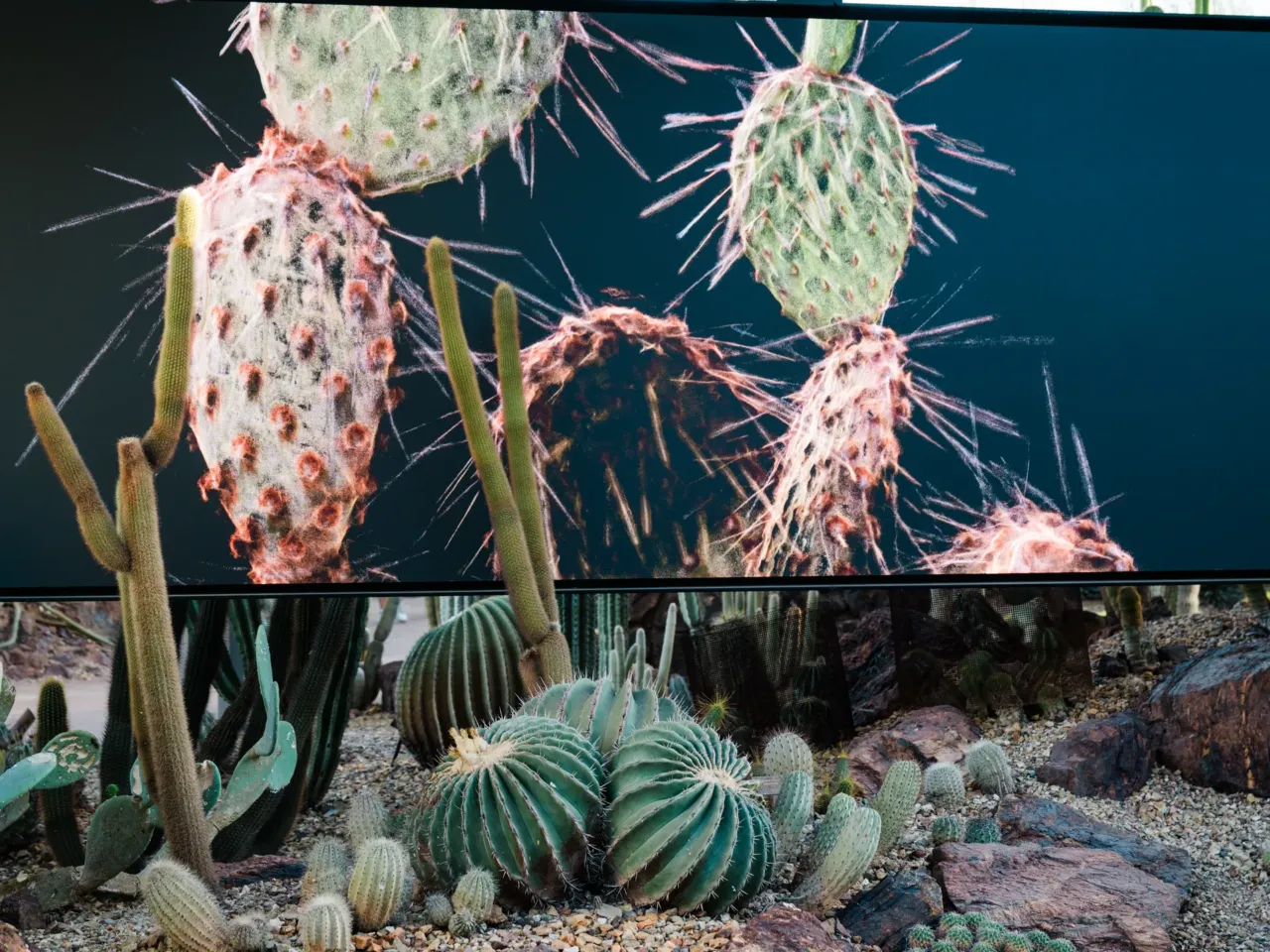 The Sonoran Desert teems with wildlife. These 3D scans could help protect its future 3 Calyx from FRAMERATE: Desert Pulse, in which cactus blooms are captured on April 14, 2026 at Desert Botanical Garden in Phoenix, Arizona.