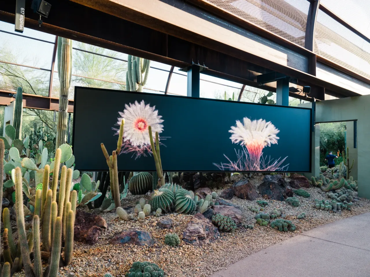 The Sonoran Desert teems with wildlife. These 3D scans could help protect its future 5 Calyx from FRAMERATE: Desert Pulse, in which cactus blooms are captured on April 14, 2026 at Desert Botanical Garden in Phoenix, Arizona.