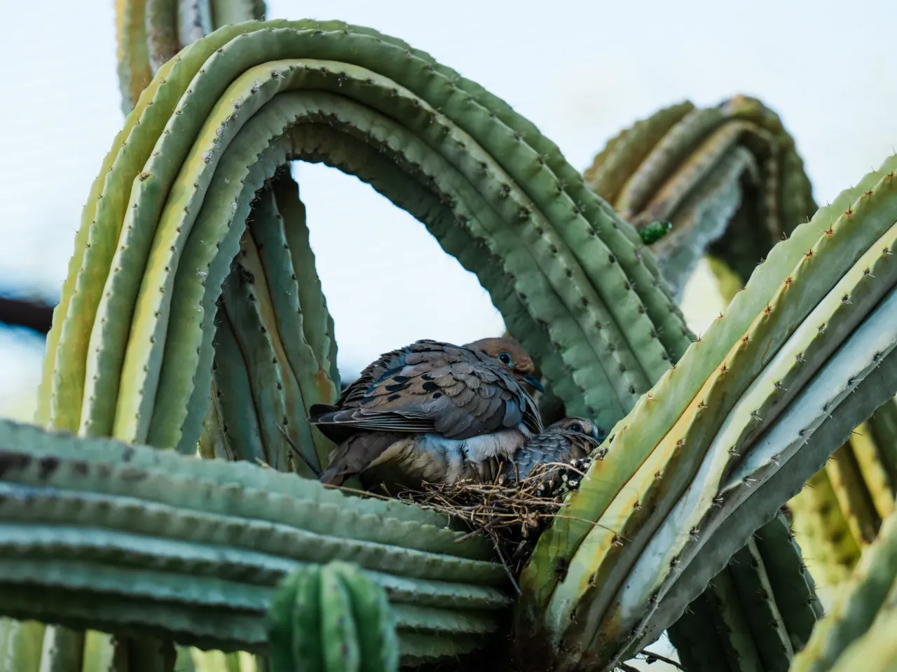 The Sonoran Desert teems with wildlife. These 3D scans could help protect its future 6 A pair of birds nest in a cactus on April 14, 2026 at Desert Botanical Garden in Phoenix, Arizona.