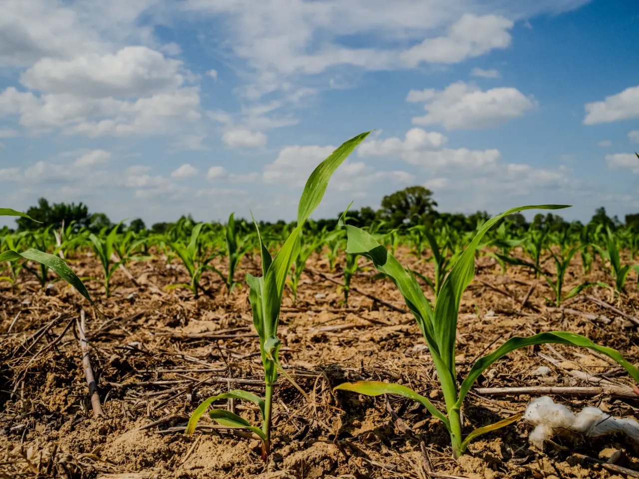 The rising cost of fertilizer and fuel prices is pushing some farmers to the brink 1 Corn stalks in Sledge Taylor's fields just outside Como, Miss. on Friday, April 17, 2026. The corn is ready to be fertilized, which can help increase their future yields. But fertilizer prices have spiked because of the closure of the Strait of Hormuz, and Taylor says he may not use nitrogen fertilizer this year.